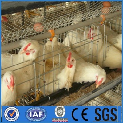 China broiler cages/ poultry layer cage/poultry cage for sale