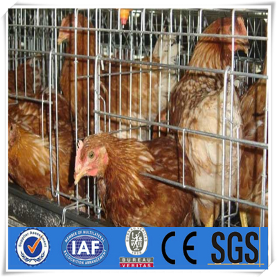 Best Selling 96 chickens Laying hens coops Poultry layer coops